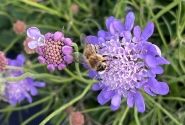 Scabiosa columbaria Nova Dew Drops