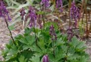 Aconitum Purple Sparrow