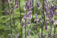 Aconitum Purple Sparrow