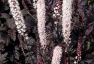 Cimicifuga simplex Chocoholic
