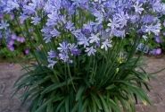 Agapanthus africanus Charlotte