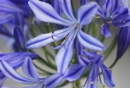 Agapanthus africanus Charlotte