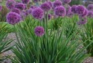 Allium Lavender Bubbles