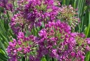 Allium Lavender Bubbles