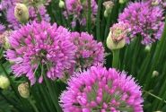 Allium Millenium