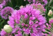 Allium Millenium