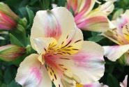 Alstroemeria hybrida Little Miss Christina