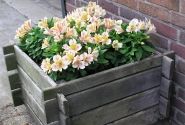 Alstroemeria hybrida Little Miss Christina