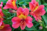 Alstroemeria hybrida Little Miss Tara