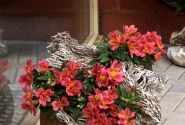 Alstroemeria hybrida Little Miss Tara