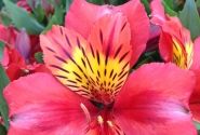 Alstroemeria hybrida Little Miss Tara