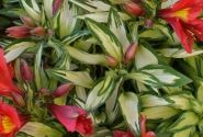 Alstroemeria hybrida Little Miss Zoe