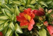 Alstroemeria hybrida Little Miss Zoe