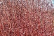 Andropogon gerardii Red October