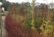 Andropogon gerardii Red October