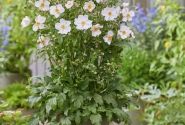 Anemone hybrida Fantasy Elsa