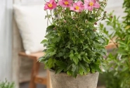 Anemone hybrida Fantasy Jasmine