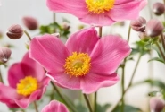 Anemone hybrida Fantasy Jasmine