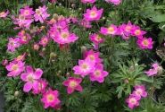 Anemone hybrida Spring Beauty Pink