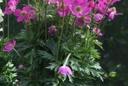 Anemone hybrida Spring Beauty Pink