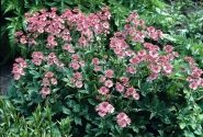 Astrantia Roma