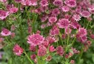 Astrantia Roma