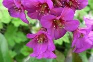 Bergenia cordifolia Abendglut