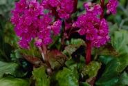 Bergenia cordifolia Abendglut
