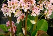 Bergenia cordifolia Baby Doll