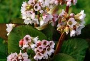 Bergenia cordifolia Baby Doll
