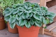 Brunnera macrophylla Emerald Mist