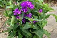 Campanula glomerata Genti Blue