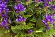 Campanula glomerata Genti Blue