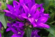 Campanula glomerata Genti Blue