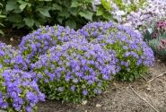 Campanula glomerata Mini Marvels™ Midnight