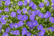 Campanula glomerata Mini Marvels™ Midnight