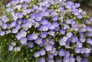 Campanula glomerata Mini Marvels™ Twilight