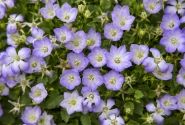Campanula glomerata Mini Marvels™ Twilight
