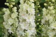 Delphinium cultorum Delgenius ™ Neva