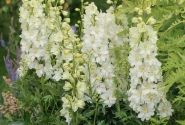 Delphinium cultorum Delgenius ™ Neva
