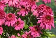 Echinacea purpurea Delicious Strawberry