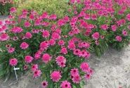 Echinacea purpurea Delicious Strawberry