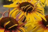 Echinacea purpurea Funky Yellow