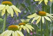Echinacea purpurea Sunrise