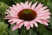 Echinacea purpurea SunSeekers Salmon