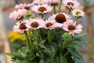 Echinacea purpurea SunSeekers Salmon