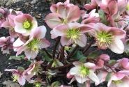 Helleborus ericsmithii Pirouette