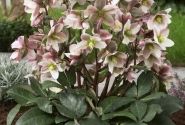 Helleborus ericsmithii Pirouette