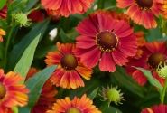 Helenium Strawberry Sundae