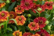 Helenium Strawberry Sundae